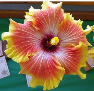 Sunshine Coast Branch of the Australian Hibiscus Society